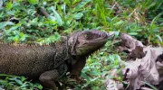 Iguana Javeriana Cali Iguana Javeriana Cali