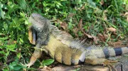 Iguana verde Javeriana Cali Iguana verde Javeriana Cali