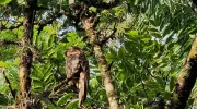 Nictibius griseus Javeriana Cali Nictibius griseus Javeriana Cali
