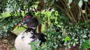 Pato silvestre Javeriana Cali Pato silvestre Javeriana Cali
