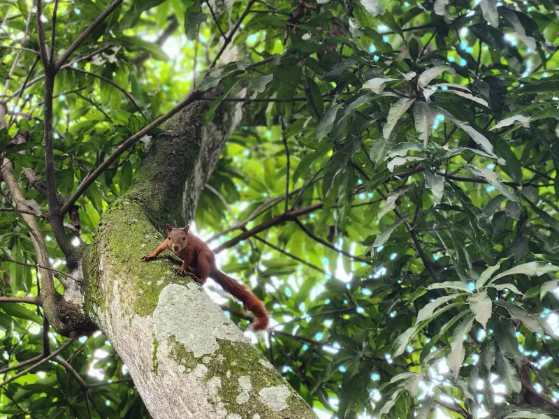 Ardilla voladora Javeriana Cali Ardilla voladora Javeriana Cali
