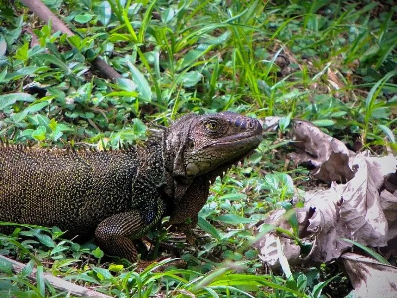 Iguana Javeriana Cali Iguana Javeriana Cali