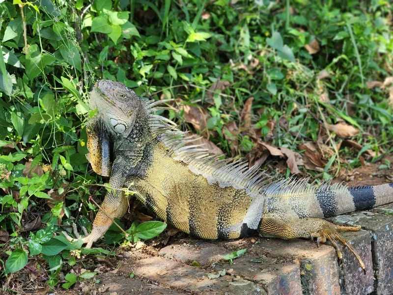 Iguana verde Javeriana Cali Iguana verde Javeriana Cali