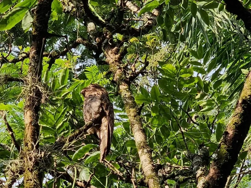 Nictibius griseus Javeriana Cali Nictibius griseus Javeriana Cali