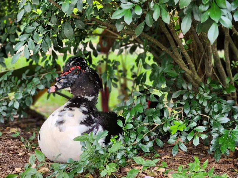 Pato silvestre Javeriana Cali Pato silvestre Javeriana Cali